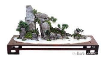 假山草 假山藝術(shù)中的自然點(diǎn)綴